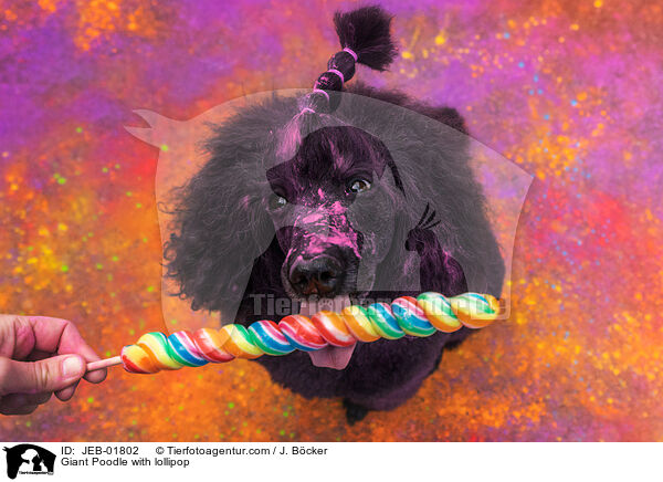 Gropudel mit Lutscher / Giant Poodle with lollipop / JEB-01802
