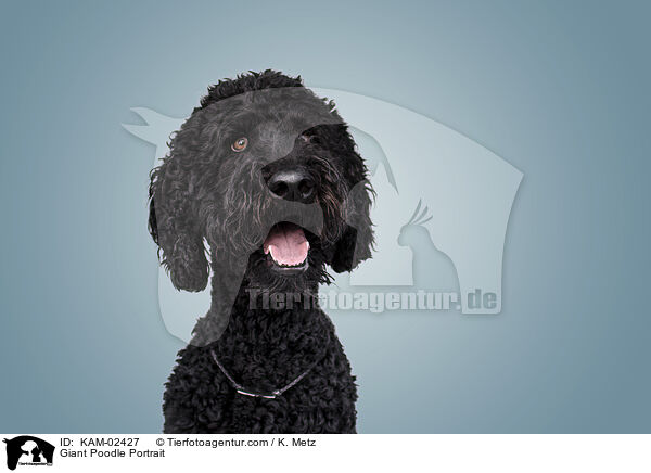 Gropudel Portrait / Giant Poodle Portrait / KAM-02427