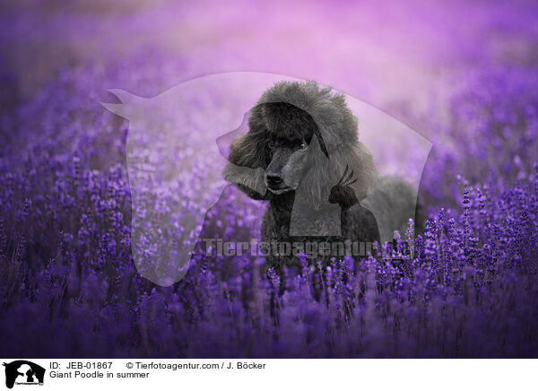 Gropudel im Sommer / Giant Poodle in summer / JEB-01867