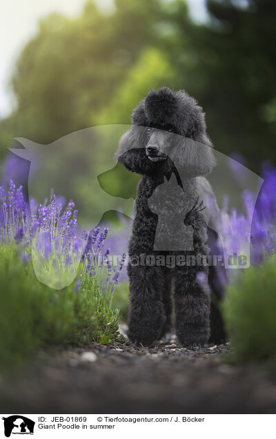 Gropudel im Sommer / Giant Poodle in summer / JEB-01869