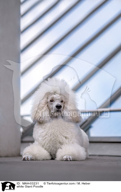 white Giant Poodle / MAH-03231