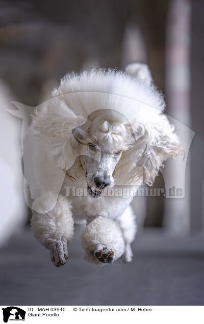 Gropudel / Giant Poodle / MAH-03940