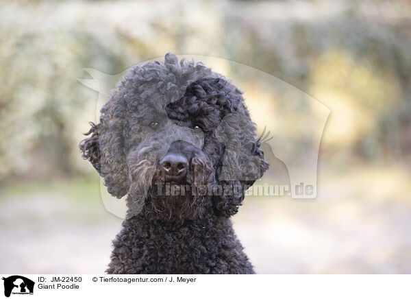 Gropudel / Giant Poodle / JM-22450