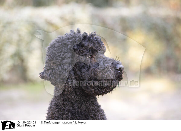 Gropudel / Giant Poodle / JM-22451