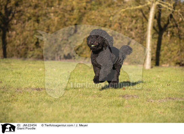 Gropudel / Giant Poodle / JM-22454