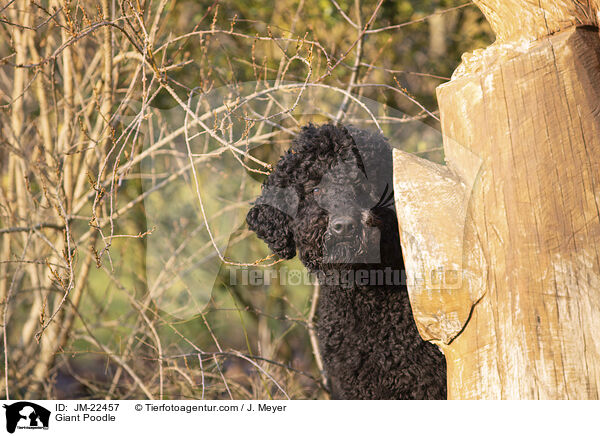 Gropudel / Giant Poodle / JM-22457