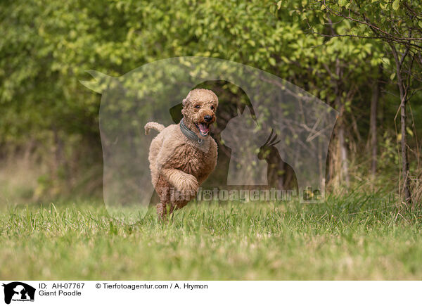 Gropudel / Giant Poodle / AH-07767