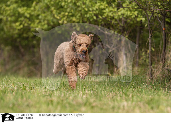 Gropudel / Giant Poodle / AH-07768