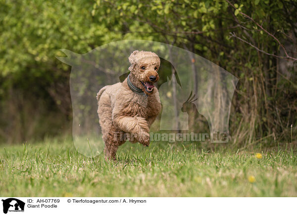 Gropudel / Giant Poodle / AH-07769