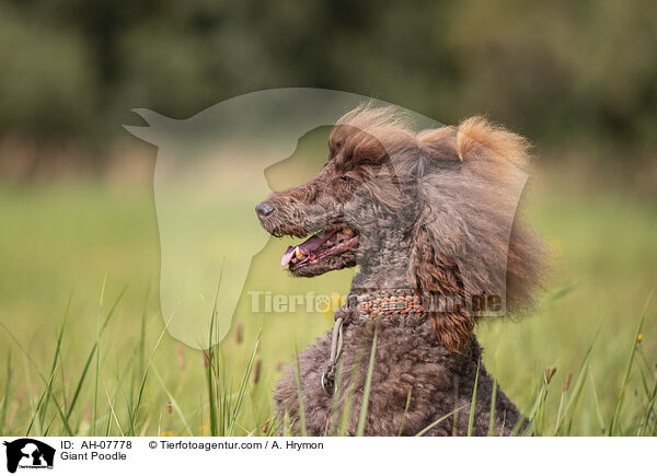 Gropudel / Giant Poodle / AH-07778