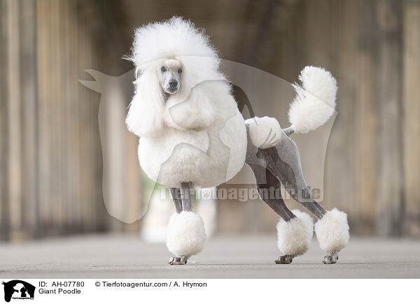 Gropudel / Giant Poodle / AH-07780