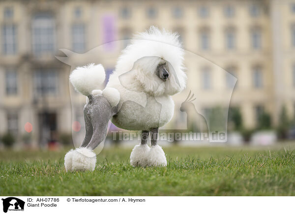 Gropudel / Giant Poodle / AH-07786