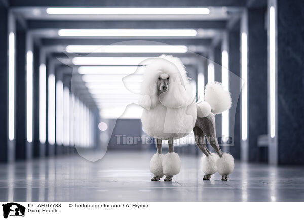 Gropudel / Giant Poodle / AH-07788