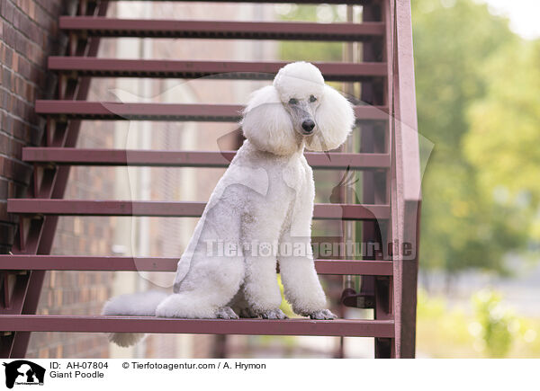 Gropudel / Giant Poodle / AH-07804