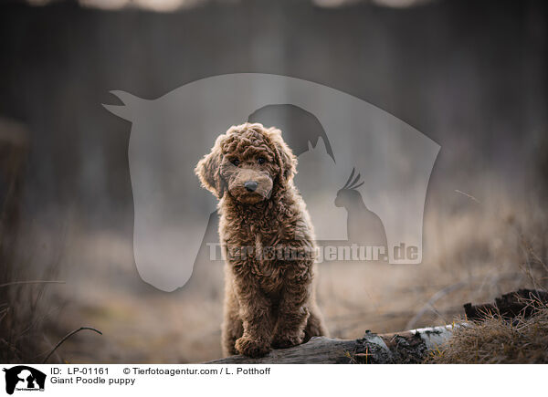 Gropudel Welpe / Giant Poodle puppy / LP-01161