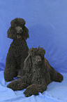 Poodles