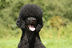 black poodle