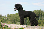 black poodle