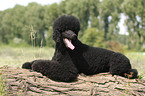 black poodle