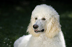 standard poodle portrait