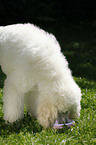 standard poodle