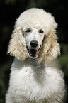 standard poodle portrait