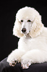 lying standard poodle