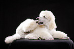 lying standard poodle