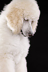 standard poodle portrait