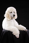 lying standard poodle