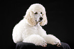 lying standard poodle