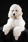 lying standard poodle