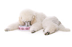 lying standard poodle