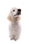 sitting standard poodle