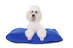 lying standard poodle