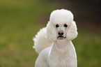 Giant Poodle Portrait