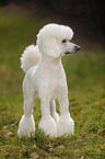 Giant Poodle