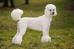 Giant Poodle