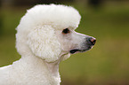 Giant Poodle Portrait