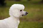 Giant Poodle Portrait