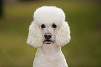 Giant Poodle Portrait