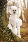 Giant Poodle