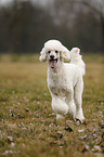 running Giant Poodle