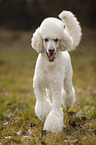 walking Giant Poodle