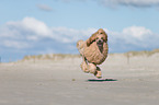 running Giant Poodle