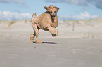 running Giant Poodle