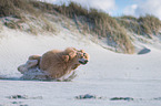 running Giant Poodle