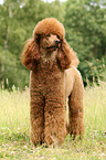 Giant Poodle