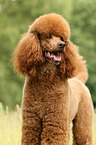 Giant Poodle Portrait