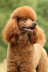 Giant Poodle Portrait